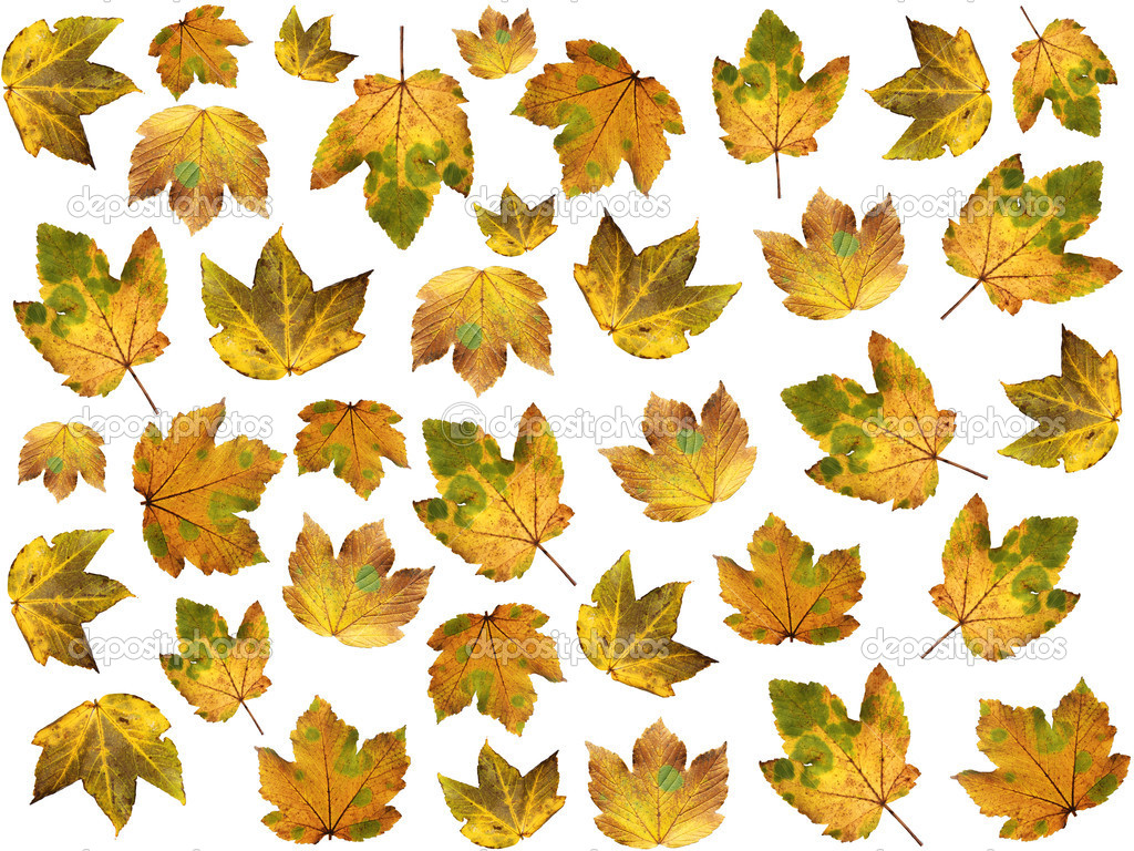 isolated autumnal maple leaves