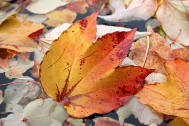 bir havuzda sonbahar asma yaprağı