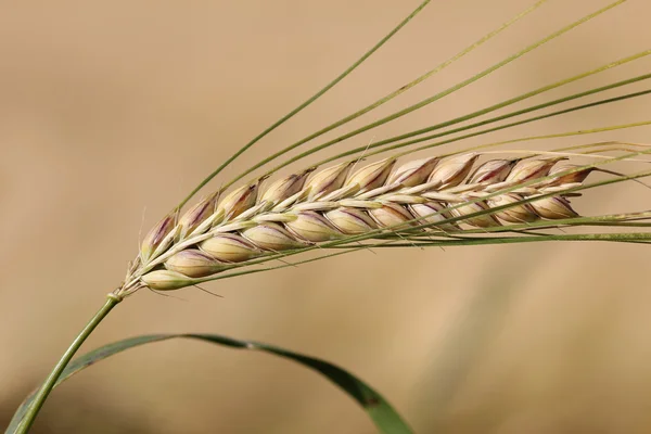 Ripe barley ear on beige field background — Stock Photo, Image