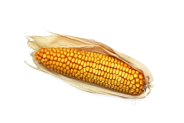 Szárított kukorica cob, elszigetelt fehér — Stock Fotó