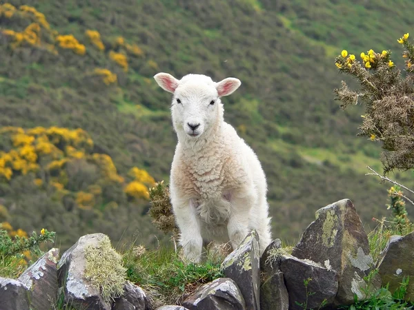 Pequeno cordeiro fofinho, campo sul inglaterra — Fotografia de Stock