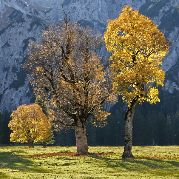 Alte rissige Ahornbäume auf einem Talgrund in den österreichischen Alpen, — Stockfoto