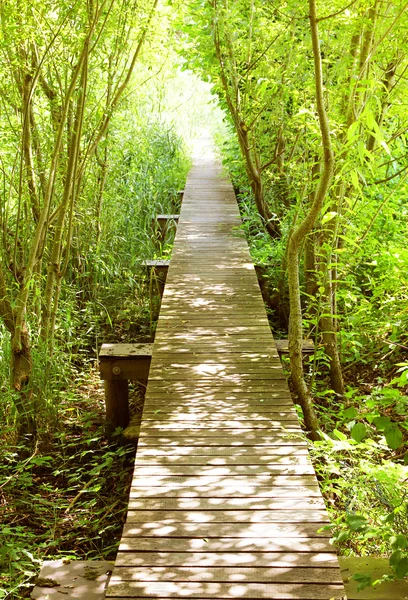 Boardwalk into the light — Stock Photo, Image