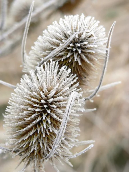 Marchita escarchada común teasel en invierno —  Fotos de Stock