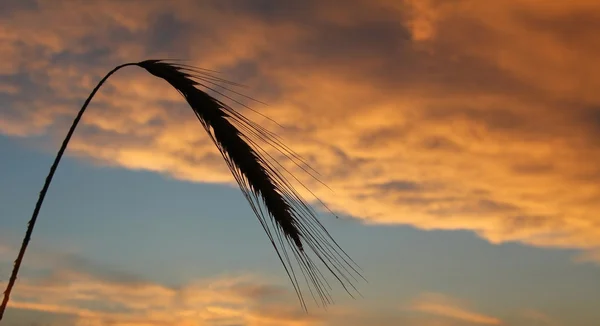 夜に明るい黄金雲に対する大麦耳 — ストック写真