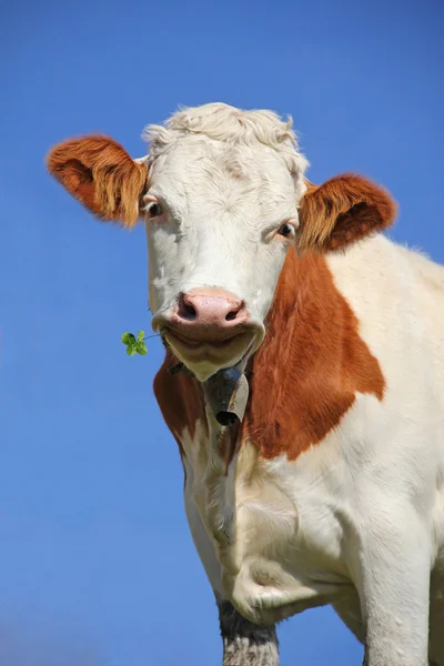 Brown and white checkered lucky cow with a four leaf clover — Stock Photo, Image