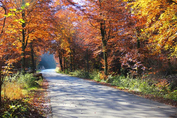 Jesienny polna droga przez Las — Zdjęcie stockowe