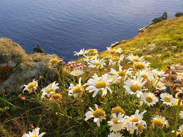 Marguerites sur la côte idyllique, sud de l'Angleterre — Photo