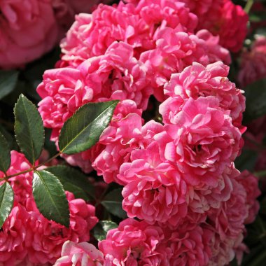 pembe Gül bush, tam çiçeklenme Bayındır