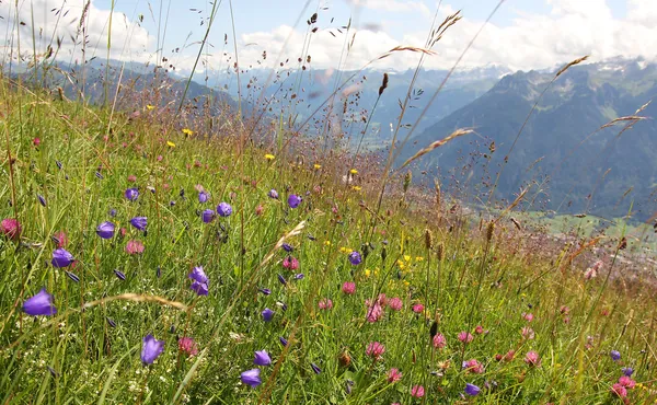 Prado de flores alpinas con flores de campana, trébol rosa y hierba, un —  Fotos de Stock