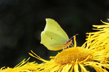 Sarı oxeye çiçek, parlak kükürt kelebek