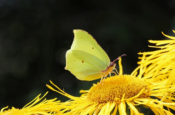 Mariposa de azufre brillante en flor de ojo de buey amarillo — Foto de Stock