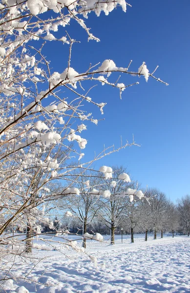 Tree with snow capped branches in winter landscape — Stock Photo, Image