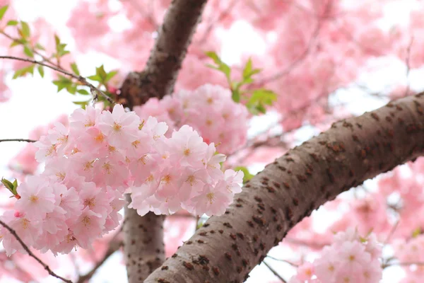 Japanese cherry tree full bloom — Stock Photo, Image