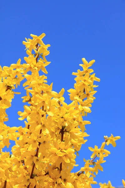 Voll blühende Forsythien im Frühling, vor blauem Himmel — Stockfoto