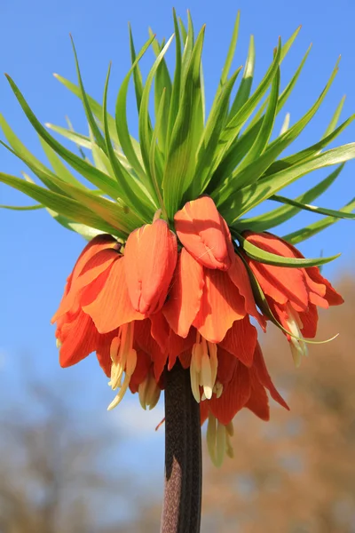 Park fritillary bloom — Stok fotoğraf