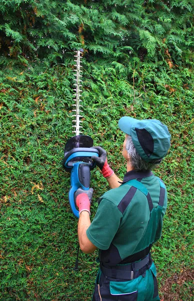 Κηπουρός κοπής thuja αμοιβαία με κουρευτών ζώων φρακτών — Φωτογραφία Αρχείου
