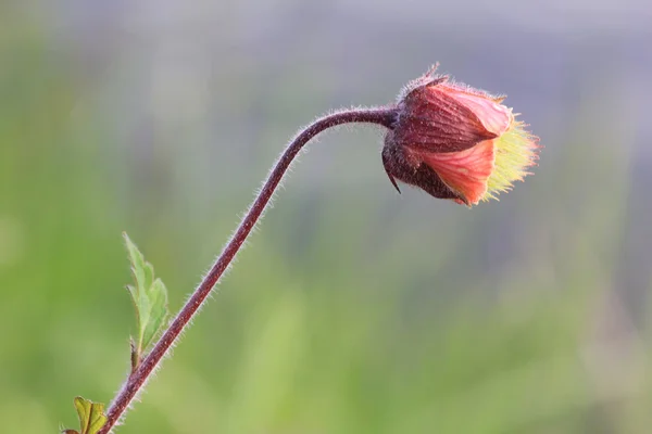 Closeup of marsh plant, geum rivale — Stock Photo, Image