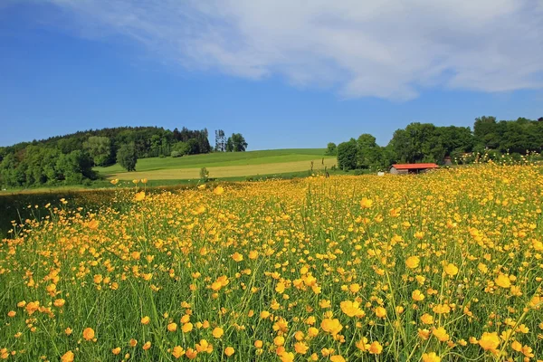 Beautiful buttercup meadow, german landscape — Stock Photo, Image