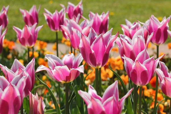 Záhonu s růžové a bílé pruhované tulipány. — Stock fotografie