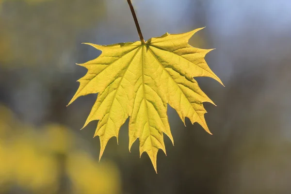 One young maple leaf outside, at springtime — Stock Photo, Image