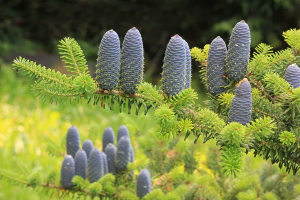 Dekorative blaue Zapfen einer Tanne — Stockfoto