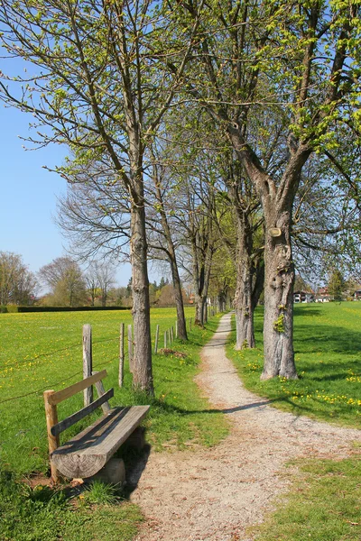 Bench and footpath through chestnut alley, springtime — Stock Photo, Image