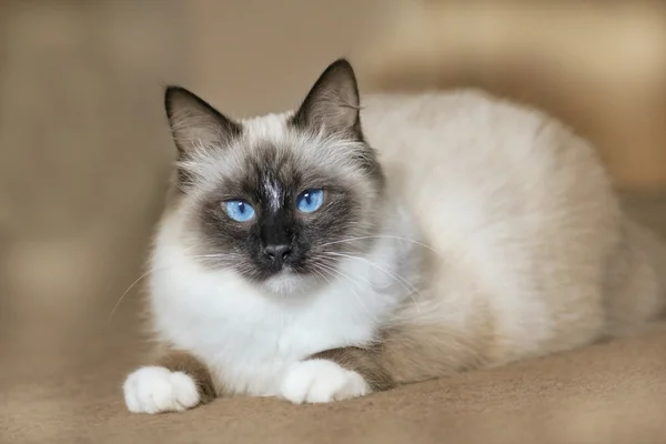 Siberian pedigree cat with blue eyes — Stock Photo, Image