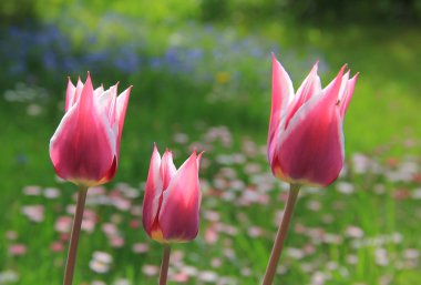 Üç pembe ve beyaz çizgili Lale bahçesinde