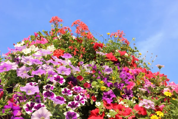 Colorful petunias against blue sky — Stock Photo, Image