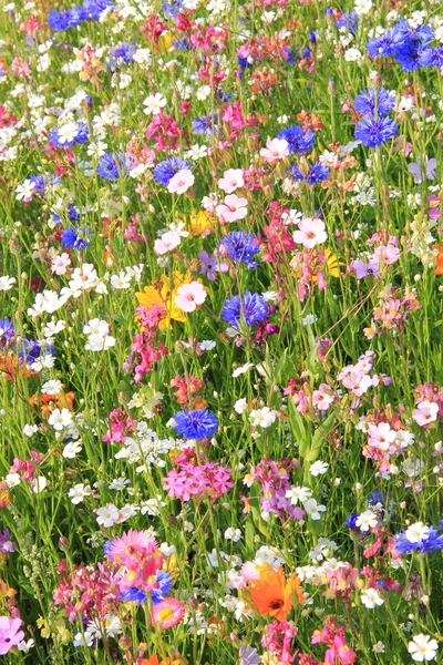 Wildflower meadow with various flowers — Stock Photo, Image