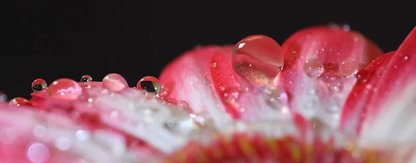 Section of red and white gerber daisy with raindrops — Stock Photo, Image