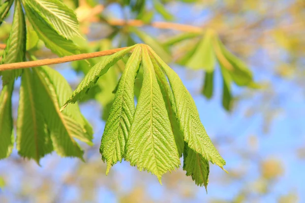 Hojas de castaño joven, que brotan en primavera — Foto de Stock