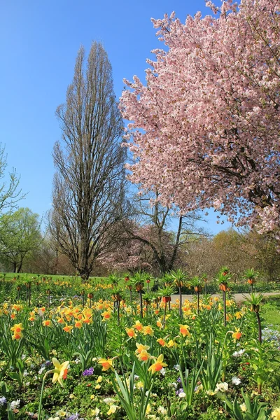 Живописный весенний пейзаж с цветущей вишней и наром — стоковое фото