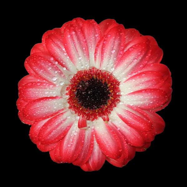 Pohled shora od gerbera sedmikrásky, červené a bílé, barevné, s rosou d — Stock fotografie
