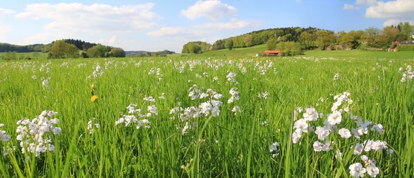 Pittoreska mosse mark med blommor och molnig himmel, Tysk lan — Stockfoto