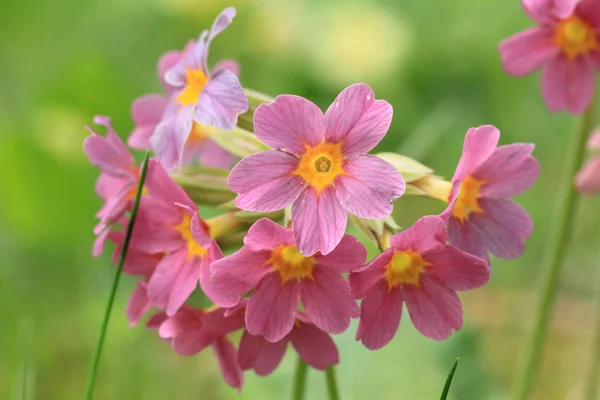 Red primrose flower in the garden — Stock Photo, Image