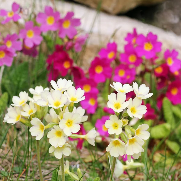 Primule selvatiche gialle e rosa in giardino — Foto Stock