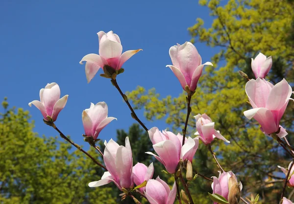 Flourishing magnolia tree in the park — Stock Photo, Image