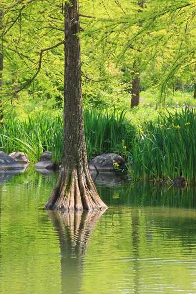 柏树倒映在绿水 — 图库照片