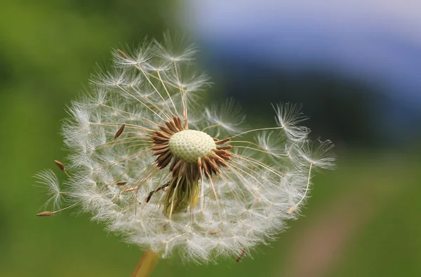 Fluffy head of withered dandelion — Stock Photo, Image