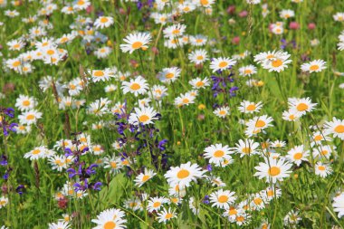 marguerite ve salvia çayır kır çiçeği