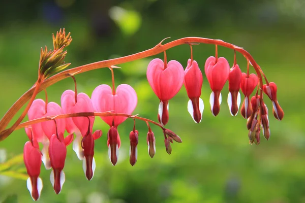 Sanguinamento della pianta del cuore, piena fioritura — Foto Stock