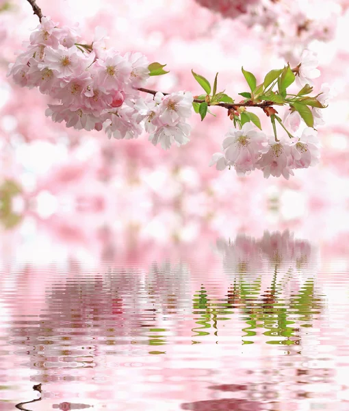 Fiori di ciliegio rosa chiaro color pastello, che riflettono in acqua — Foto Stock