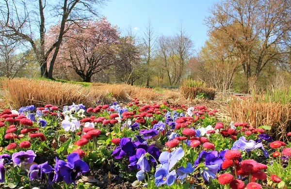 Ранние цветы в городском парке весной — стоковое фото