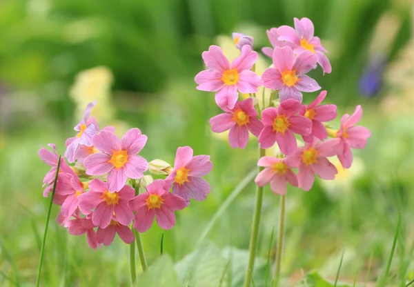 Rote Kuhglocken im Gras — Stockfoto