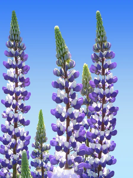 Dvě barevné zahrady lupin a modrá obloha — Stock fotografie