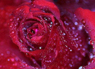 çiy damlaları ve ışık patlamaları ile koyu kırmızı gül