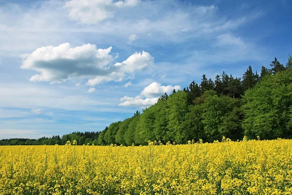 Blooming canola field and green forest, bavarian cloud scape — Stock Photo, Image
