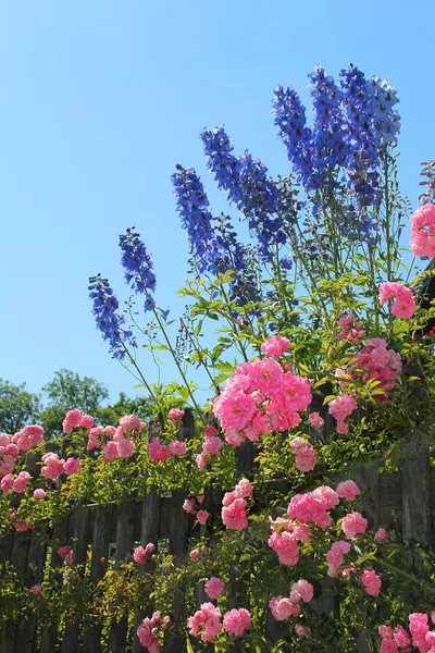 Flourishing pink rose bush and blue delphinium flowers — Stock Photo, Image
